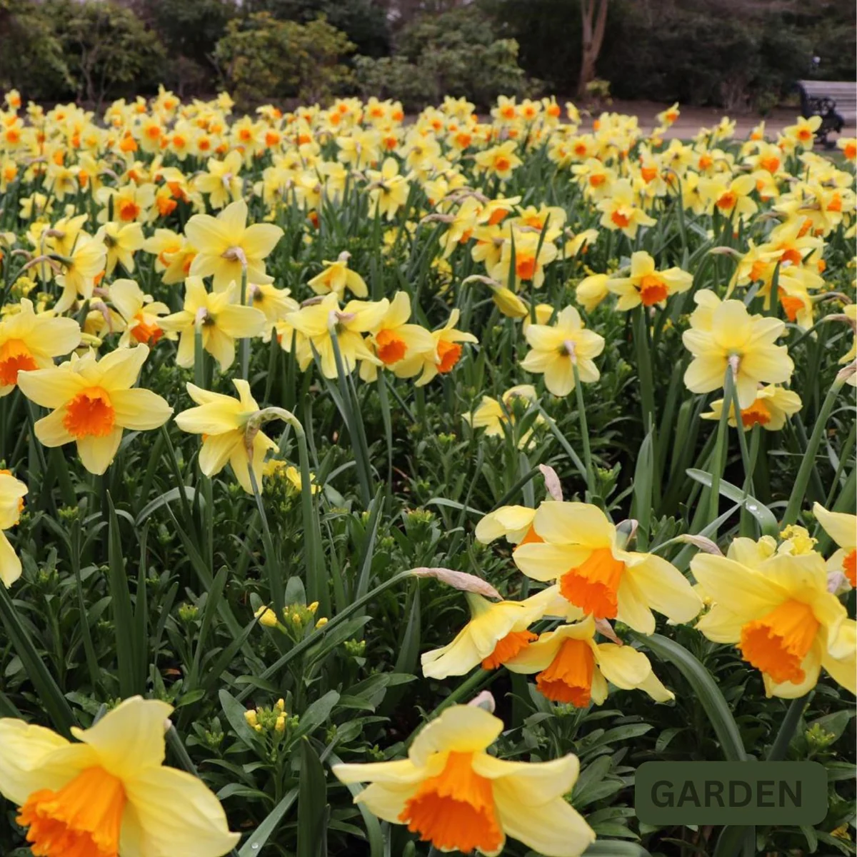 Daffodil field artwork for Garden by freddie charles